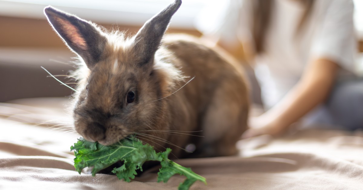 Seasonal Diet Changes for Rabbits